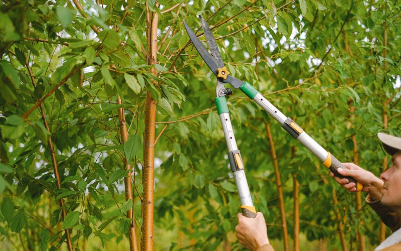 Tree trimming in Woodbury, NY