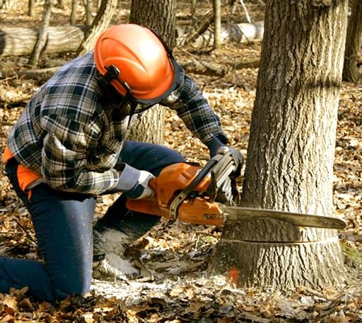 Tree Removal in Woodbury, NY